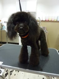 コロンちゃん❤