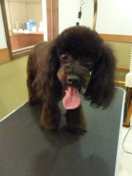 コロンちゃん❤