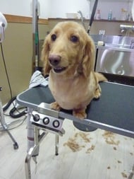 チャイちゃん❤