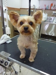 チャコちゃん❤