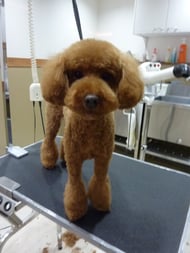 こてつちゃん❤