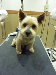 プリンちゃん❤