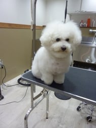 チロルちゃん❤