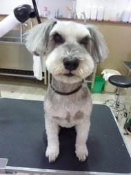 サクラちゃん❤