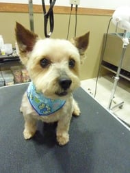 プリンちゃん❤