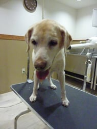 マロンちゃん❤