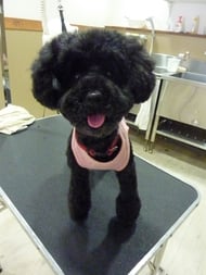 ココアちゃん❤