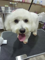 コットンビーちゃん❤