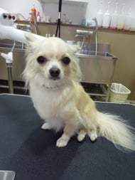 ミントちゃん❤