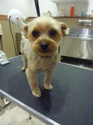 チャコちゃん❤