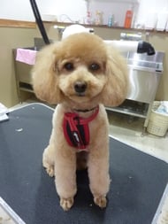 コロンちゃん❤