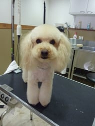 ショコラちゃん❤