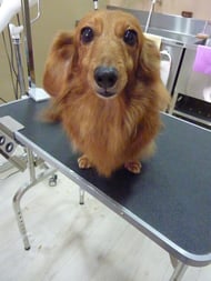 マロンちゃん❤