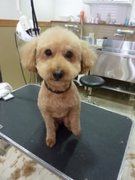 プッチィちゃん❤