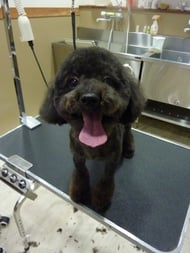 ローズちゃん❤