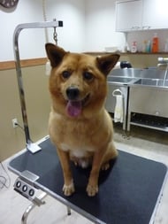 コペルニクスちゃん❤