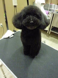 チョコちゃん❤