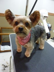 チェリーちゃん❤