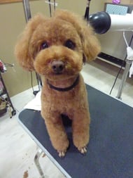 ブランちゃん❤