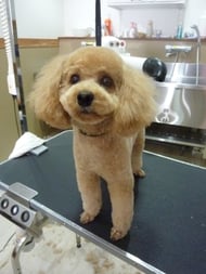 コロンちゃん❤