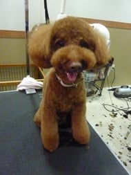 コロンちゃん❤