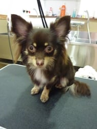 ブラウニーちゃん❤