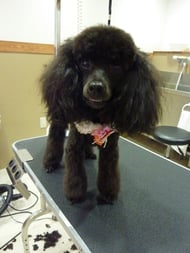 コロンちゃん❤