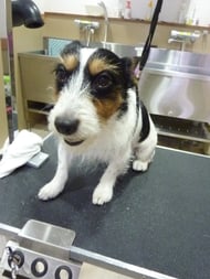 ジャックちゃん❤