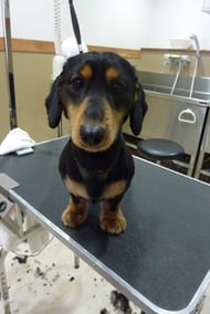 ロッキーちゃん❤