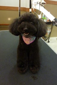 ちょこちゃん❤