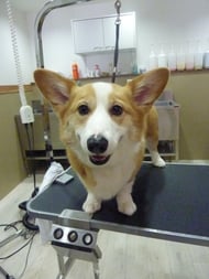 コニーちゃん❤