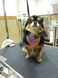 チョコちゃん❤