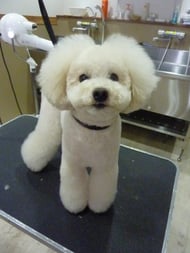 マロンちゃん❤