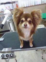 チョコちゃん❤