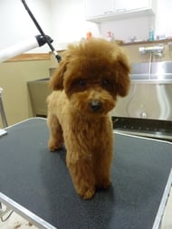 ファンちゃん❤