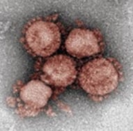 新型コロナウイルス（出典：京大ウイルス再生研）