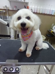 コットンビーちゃん❤