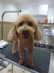 チョコちゃん❤