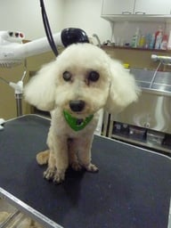 ショコラちゃん❤