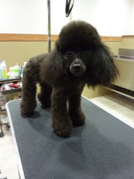 コロンちゃん❤