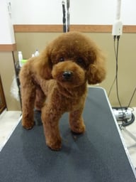 ファンちゃん❤