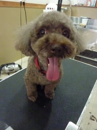 ピースちゃん❤