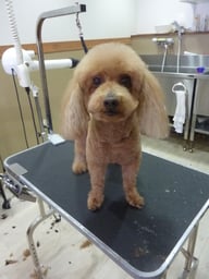 チョコちゃん❤