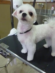 こまめちゃん❤