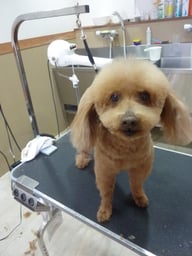 チョコちゃん❤