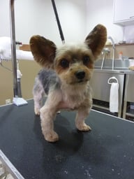 チェリーちゃん❤