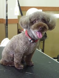 ピースちゃん❤