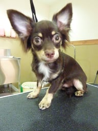 ブラウニーちゃん❤