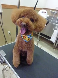 コロンちゃん❤