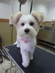 コロンちゃん❤